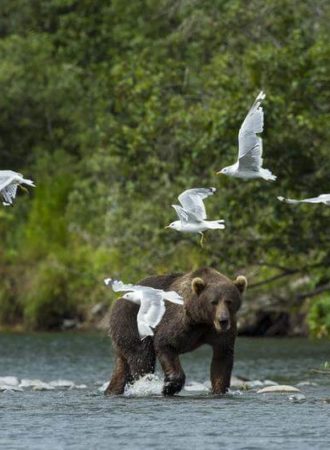 reiseagenturbrandner individualreise bärenbeobachtung alaska fotoreisea